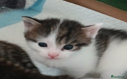 Bengal cats for sale: 1 girl and 3 boys  - Image 3