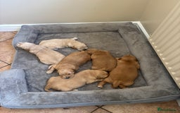 Golden Retriever dogs for sale: Beautiful KC Registered Golden Retrievers for Sale - Image 14