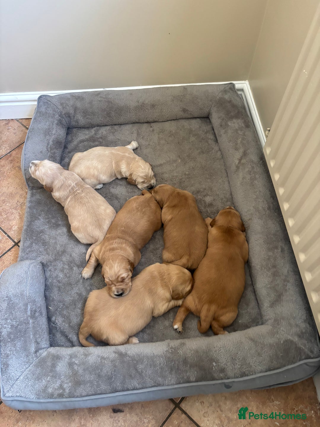 Golden Retriever dogs for sale: Beautiful KC Registered Golden Retrievers for Sale - Image 14