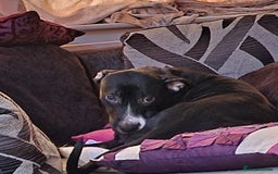 Mixed Breed dogs for sale: Female dog for rehoming - Image 10