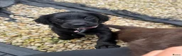 Cocker Spaniel dogs for sale: Cocker spaniels  - Advert 6