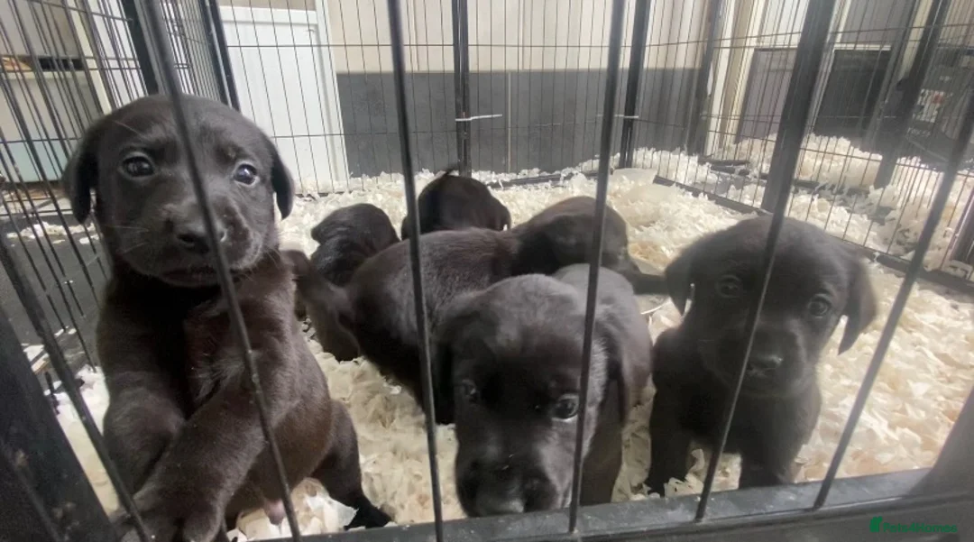 Labrador Retriever dogs for sale: KC registered black Labrador retriever pups  - Advert 2