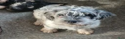 Mixed Breed dogs for sale: FRENCHIE POOS in Durham - Advert 6