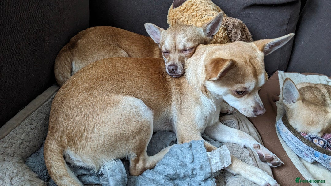 Chihuahua dogs for sale: 2 beautiful chihuahuas - Advert 1