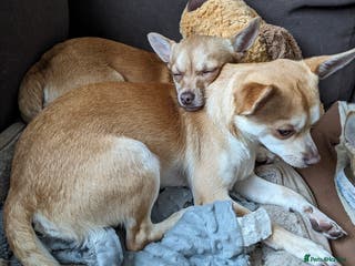 Chihuahua dogs 2 beautiful chihuahuas - Advert 1