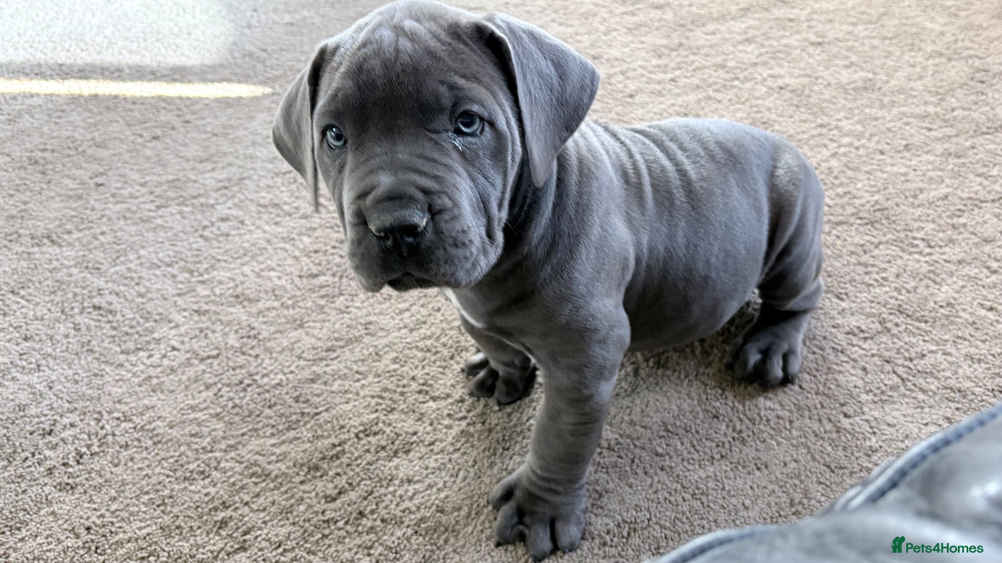 Boerboel dogs STUNNING NABBR REGISTERED GIRLS.  - Advert 5