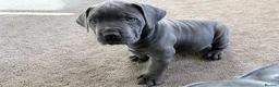 Boerboel dogs for sale: STUNNING NABBR REGISTERED GIRLS.  - Advert 3
