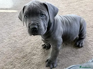 Boerboel dogs STUNNING NABBR REGISTERED GIRLS. - Advert 5