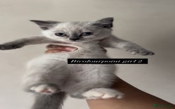 British Shorthair cats for sale: Colourpoint/ bicolour British shorthair kittens  - Image 3