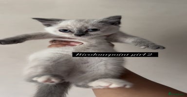 British Shorthair cats - Advert 16
