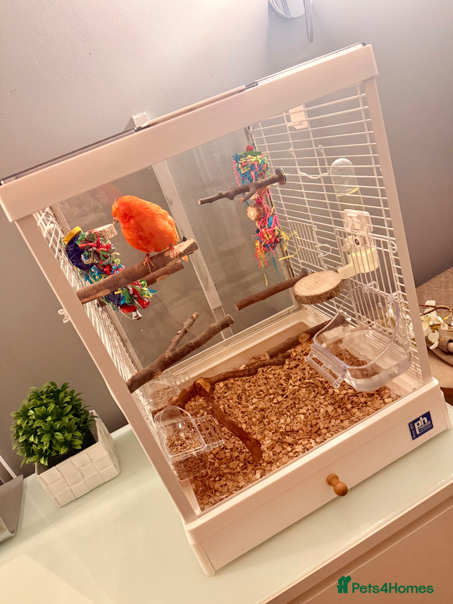 Canaries birds Red factor male canary and beautiful cage!  - Advert 4