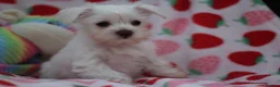 Miniature Schnauzer dogs for sale: 🐾 CHOCOLATE GENE KC MINIATURE SCHNAUZER 🐾 - Advert 15