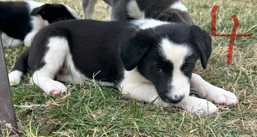 Border Collie dogs for sale: Boarder collie puppies  - Image 5