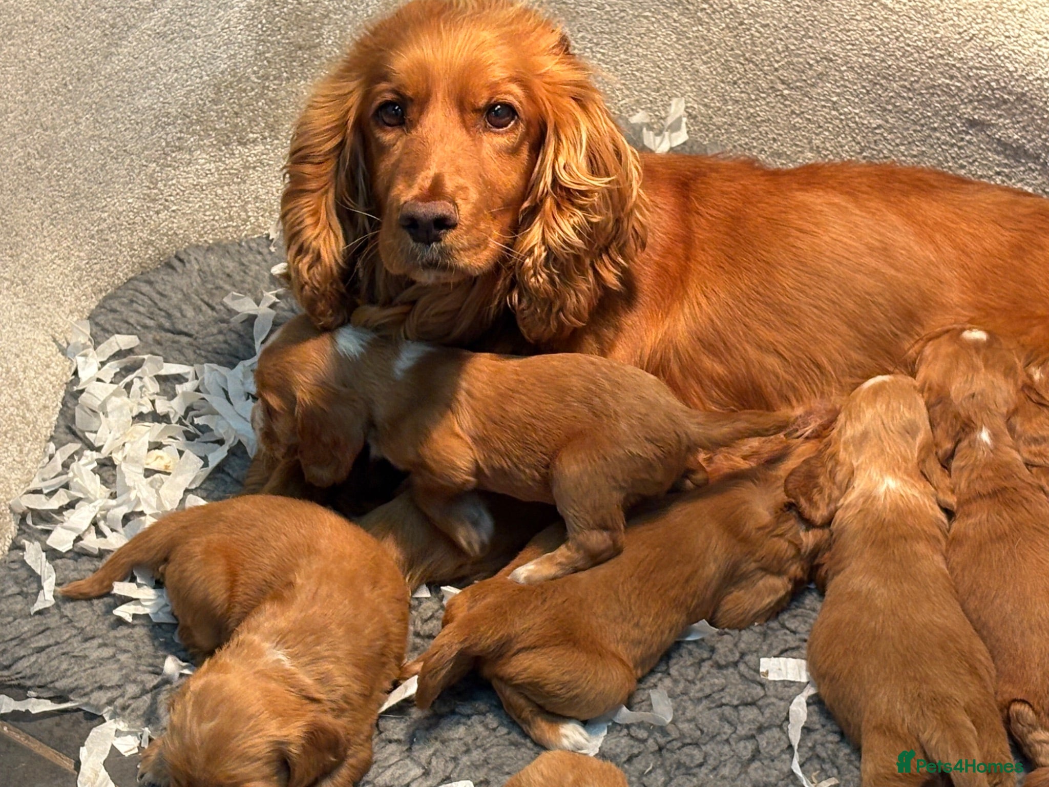Cocker Spaniel dogs Beautiful show cocker spaniel pups  - Advert 1