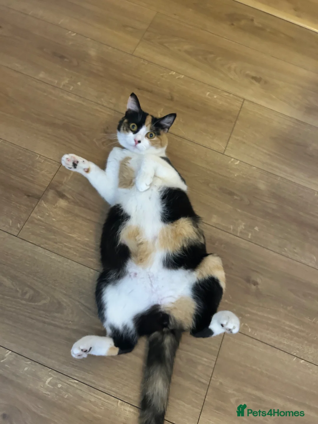 Domestic Shorthair cats for sale: Female domestic shorthairs - Advert 2