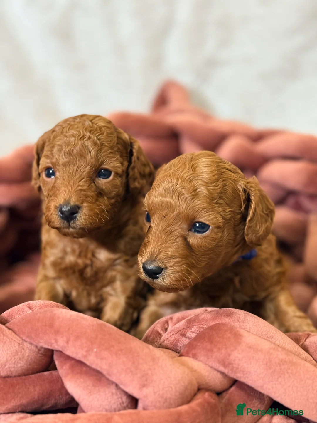 Toy Poodle dogs for sale: ❤️ Exceptional Asian Red Toy Poodle Puppies ❤️ - Advert 13