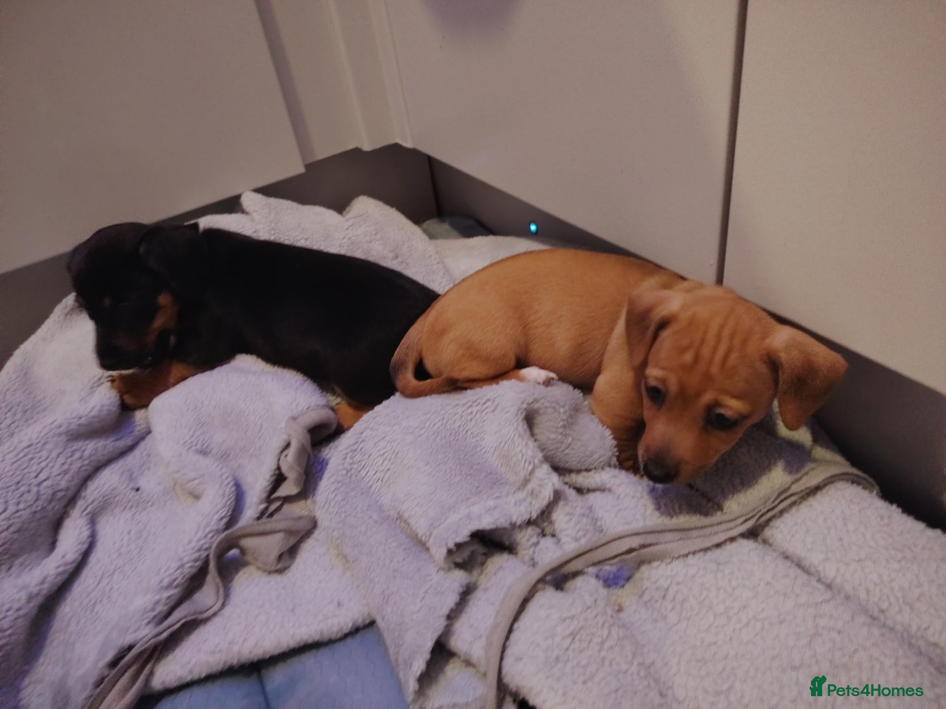 Jackshund dogs for sale: Jack Russell x miniature dachshund - Advert 1