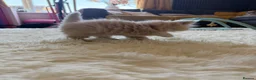 Persian cats for sale: Persian kittens  - Advert 19