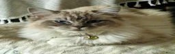 Ragcoon cats for sale: Ragcoon Kittens  - Advert 13