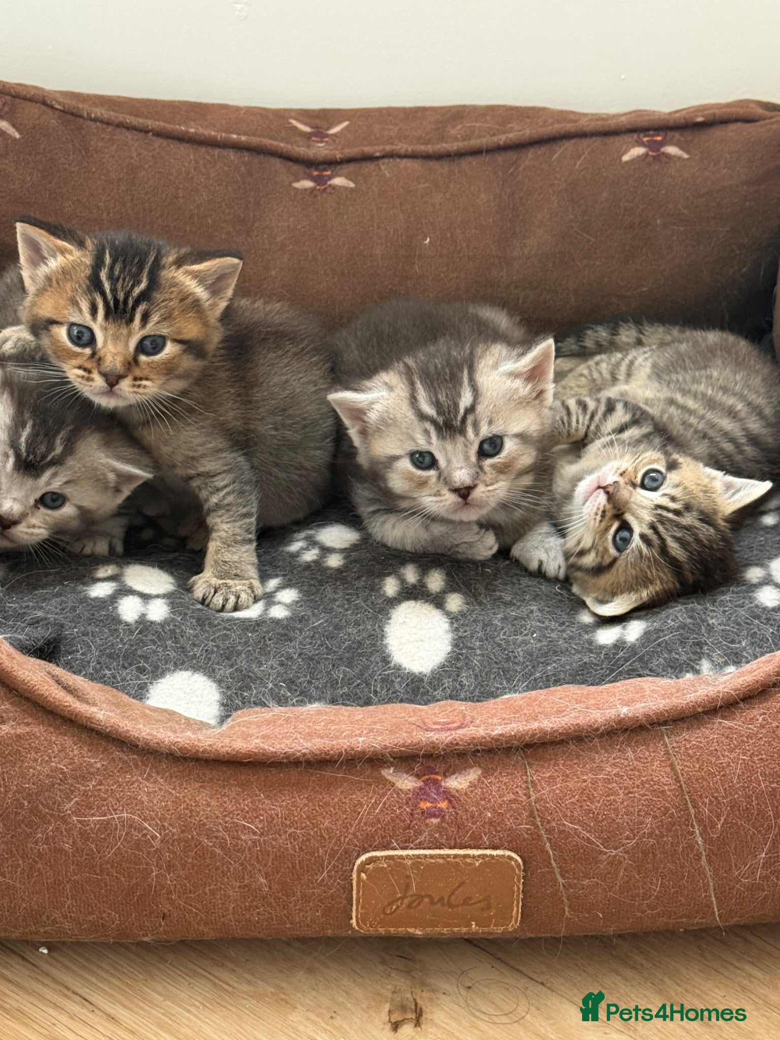 British Shorthair cats for sale: Unusual litter of British Shorthair Kittens  - Advert 1