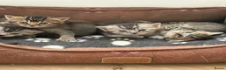 British Shorthair cats for sale: Unusual litter of British Shorthair Kittens  - Advert 1