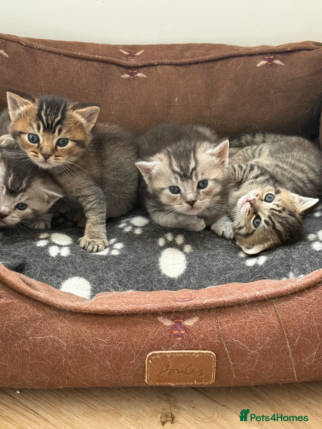 British Shorthair cats for sale: Unusual litter of British Shorthair Kittens  - Advert 1