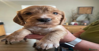 Cocker Spaniel dogs - Advert 1