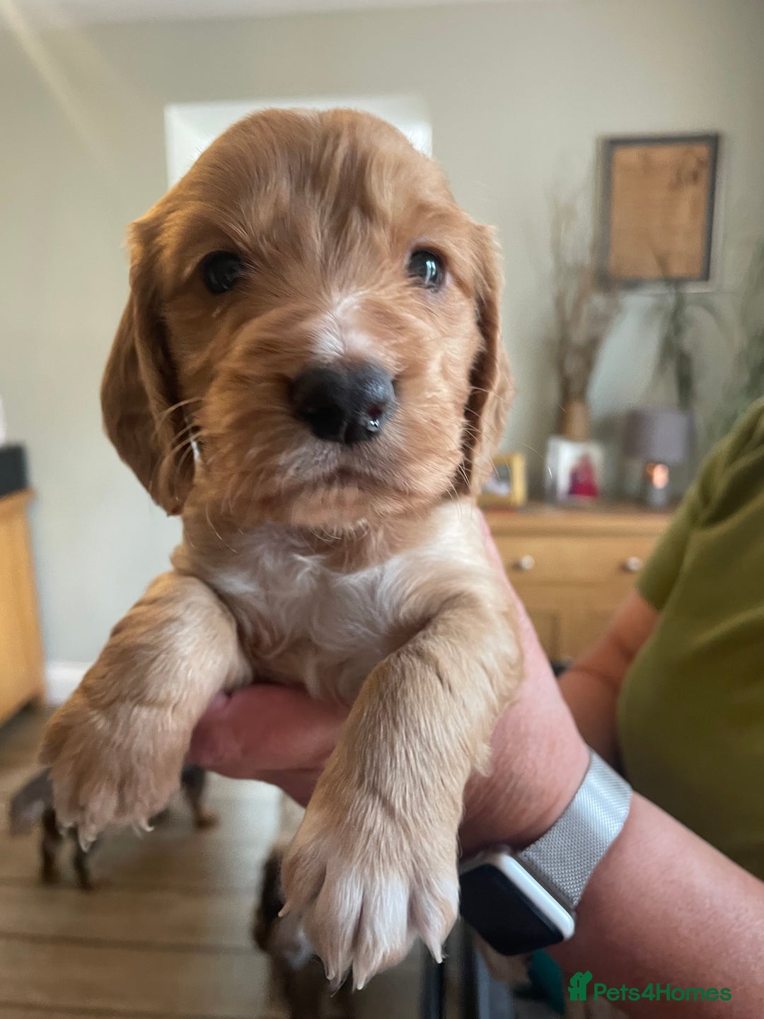 Cocker Spaniel dogs for sale: Beautiful KC Reg Working Cocker Pups - Image 2