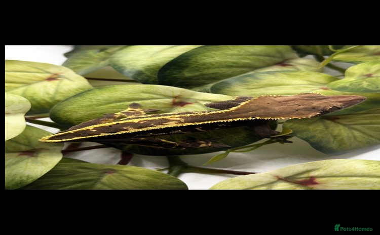 Gecko reptiles Female crested Gecko Pinstripe Cap for sale - Advert 8