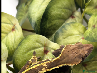 Gecko reptiles for sale: Female crested Gecko Pinstripe Cap for sale - Advert 2