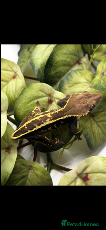 Gecko reptiles Female crested Gecko Pinstripe Cap for sale - Advert 8