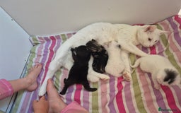 British Shorthair cats for sale: Boy kitten - Image 8