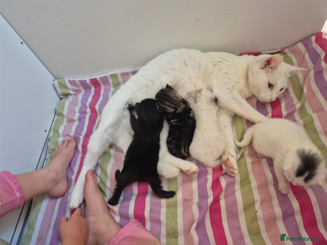 British Shorthair cats for sale: Boy kitten - Image 8