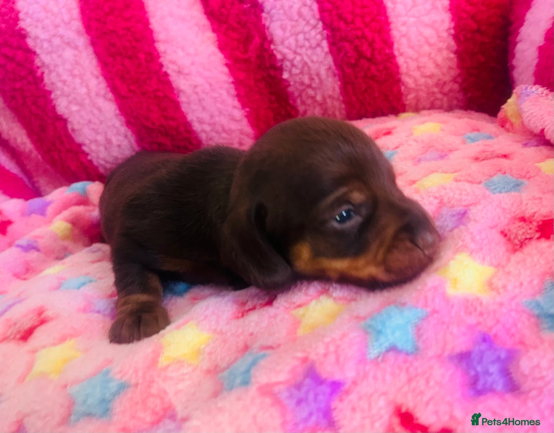 Miniature Dachshund dogs for sale: Stunning minature dachshund puppies - Image 6