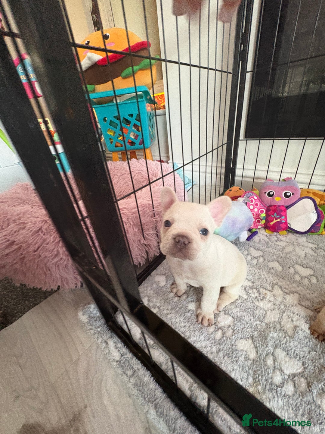 French Bulldog dogs for sale: French Bulldog Pups - Advert 8