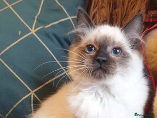 Ragdoll cats Beautiful GCCF Seal Point Kitten Available. - Advert 1