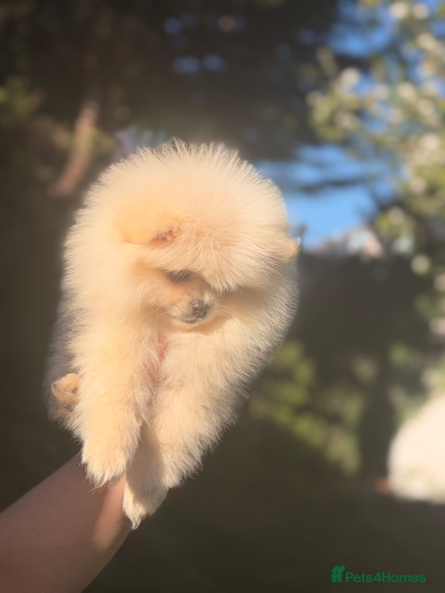 Pomeranian dogs ✨Exceptional Pomeranian Puppies -Ready Now✨ - Advert 10