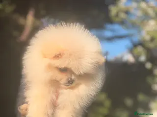 Pomeranian dogs ✨Exceptional Pomeranian Puppies -Ready Now✨ - Advert 19
