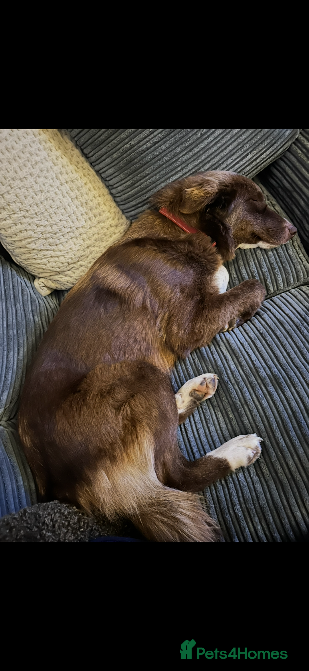 Mixed Breed dogs for sale: Sophie the Australian Shepherd Looking for Home - Advert 9