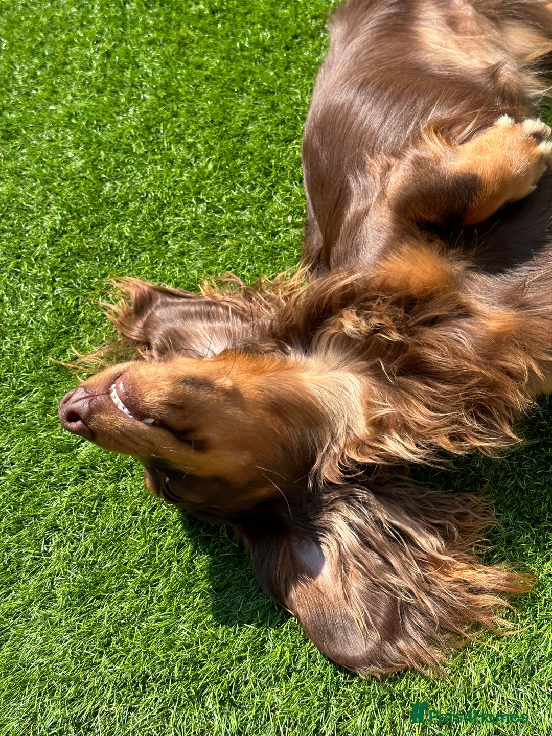Miniature Dachshund dogs for stud: Long-haired miniature Dachshund in Hitchin - Advert 4