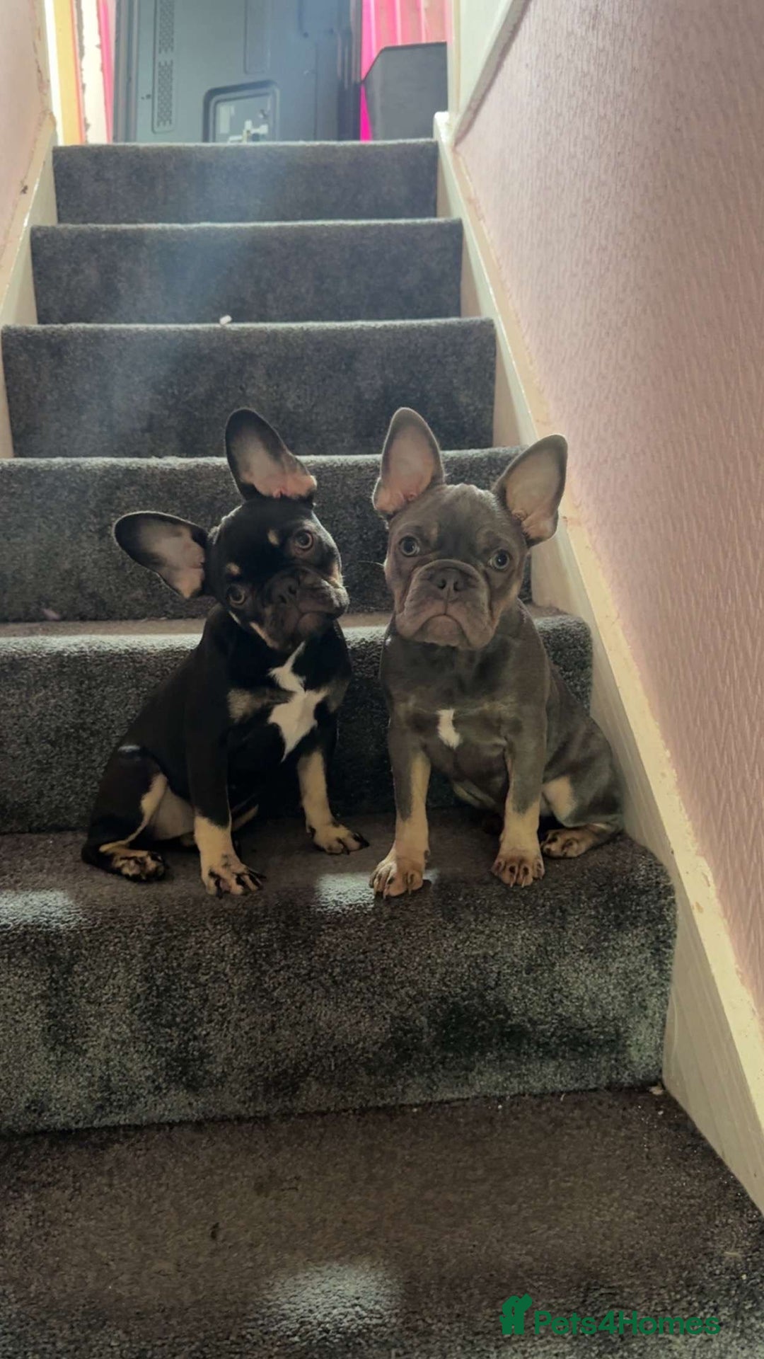 French Bulldog dogs for sale: Kc registered chocolate and tan  - Advert 4