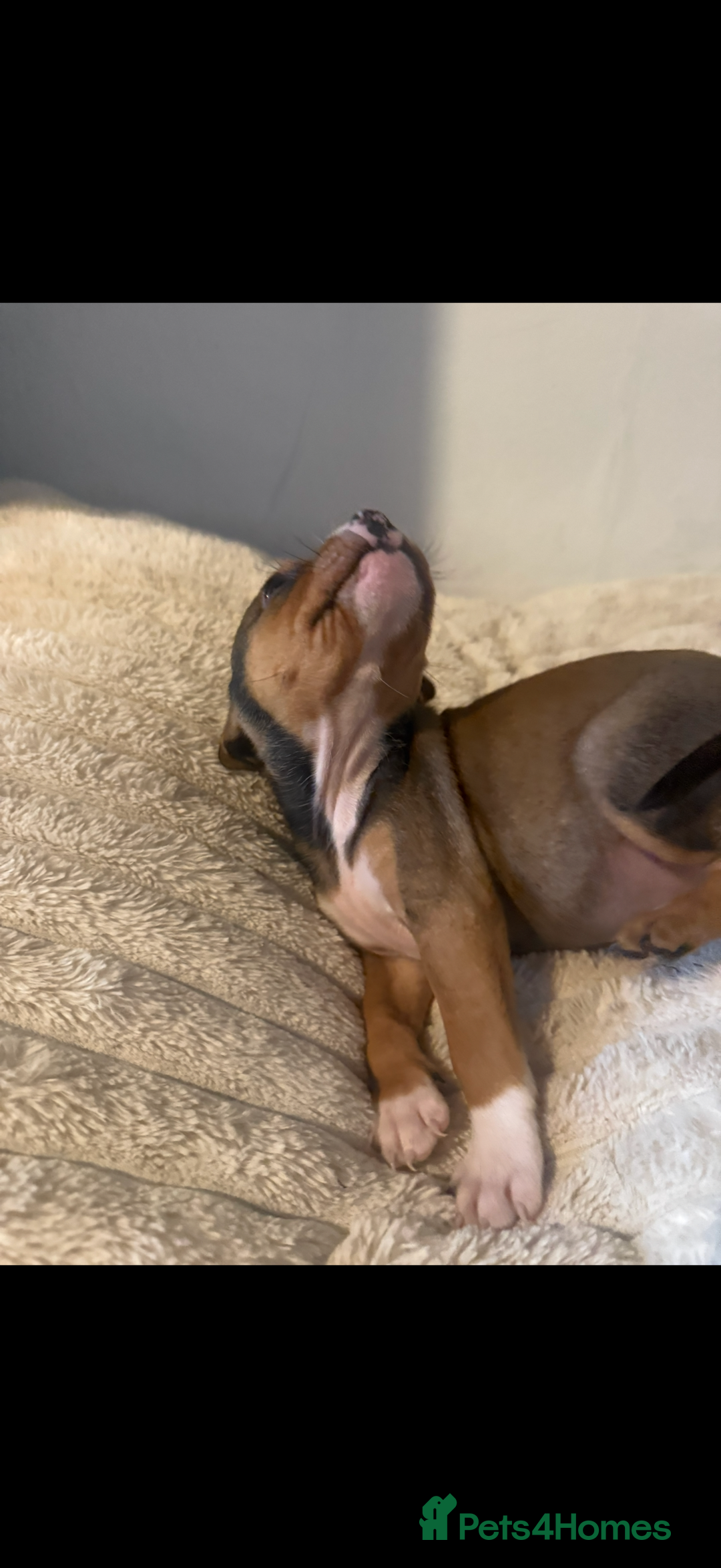 Mixed Breed dogs for sale: 7 Gorgeous Lurcher x Pocket Bully Pups  - Advert 24