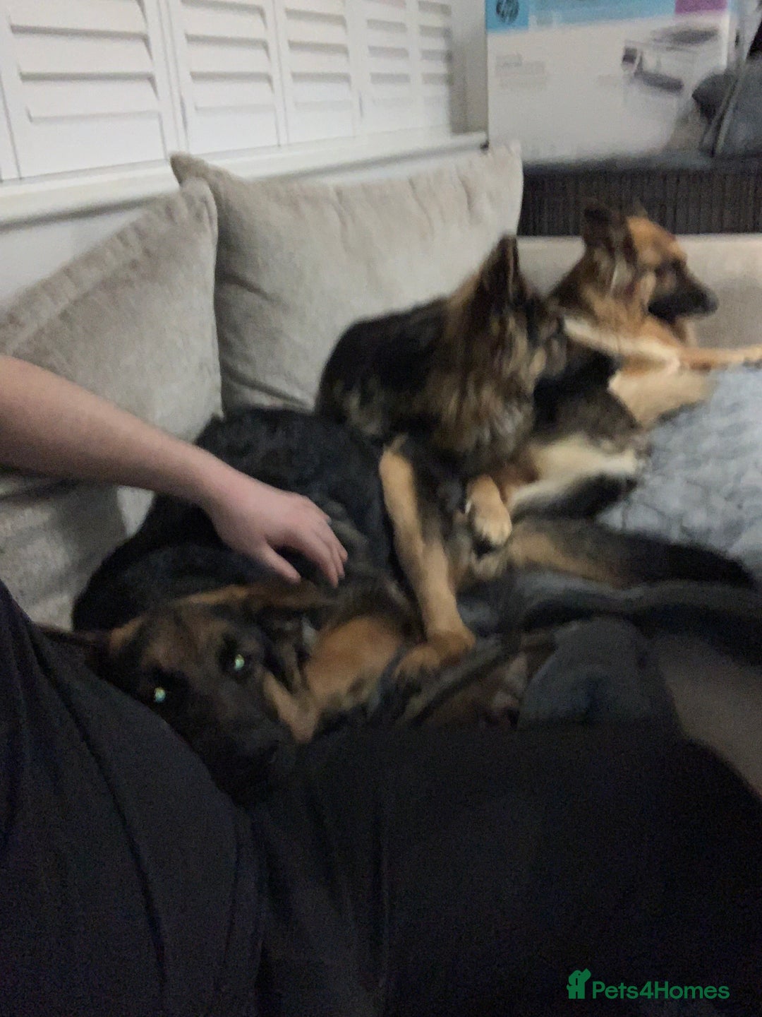 German Shepherd dogs for sale: REX - German Shepherd Boy - 15 months old  - Image 10