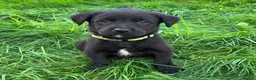 Mixed Breed dogs for sale: HUNTADOR PUPPIES READY FOR THEIR NEW HOMES!  - Advert 30