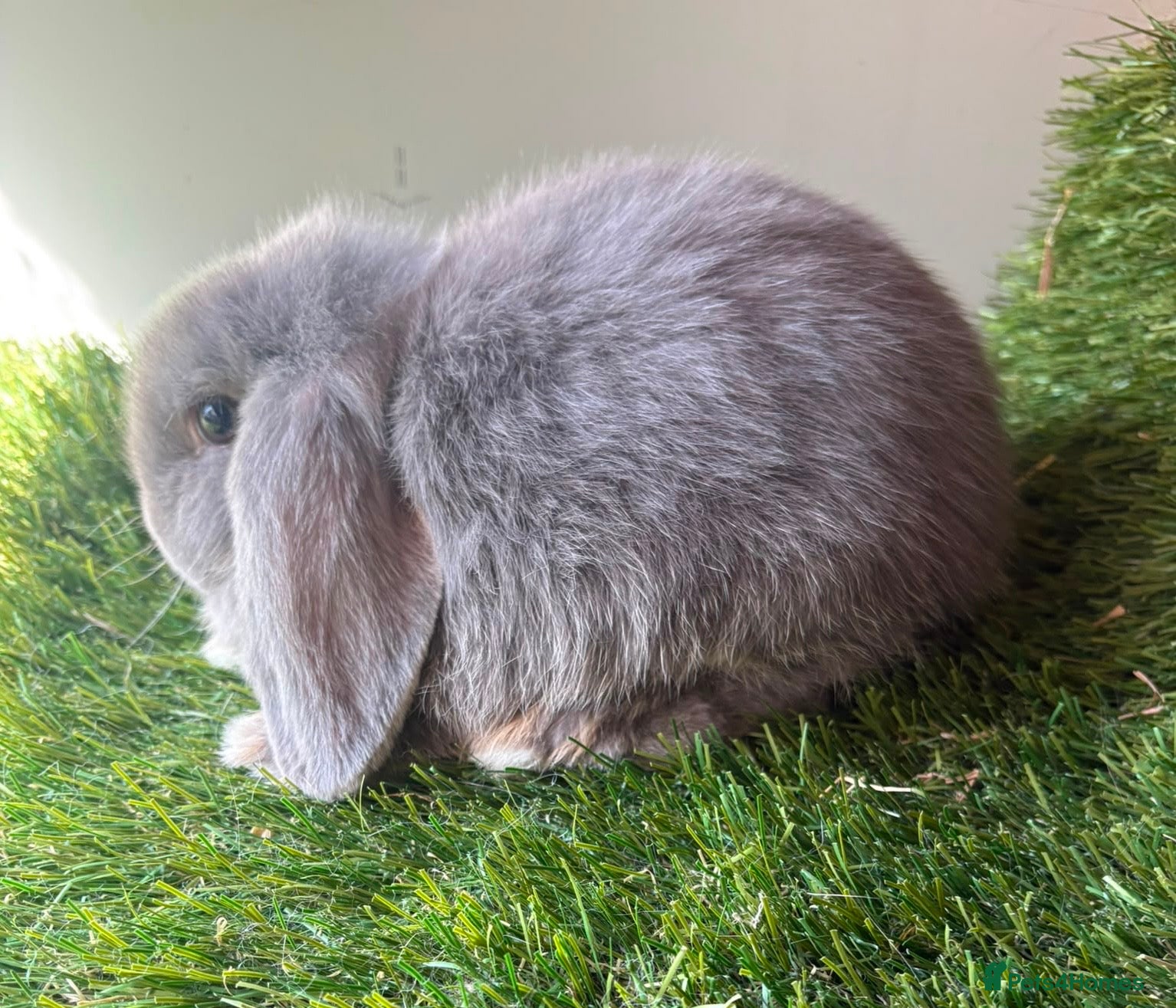Mini Lop rabbits Stunning mini lop babies - amazing temperaments  - Advert 2