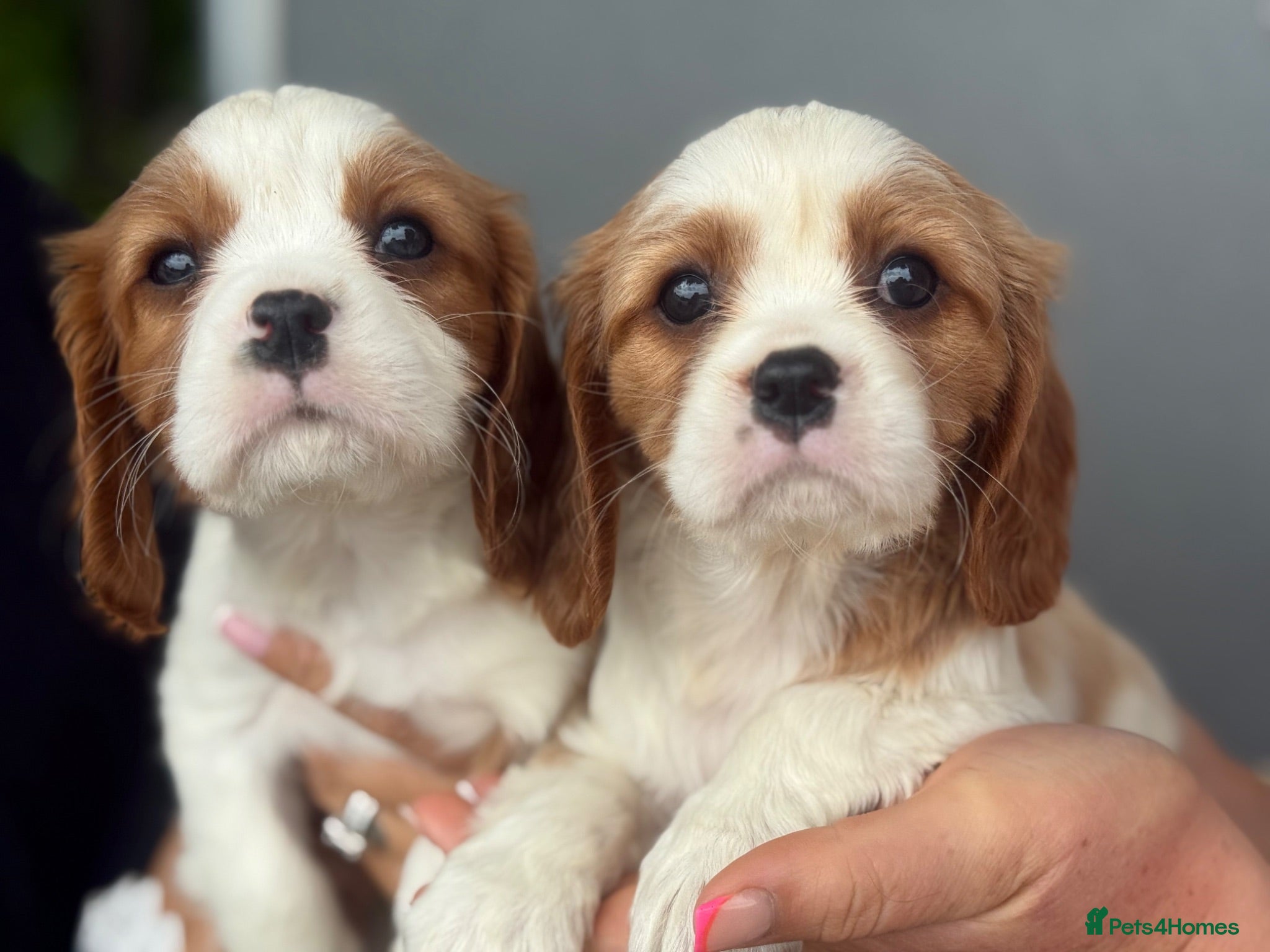 Cavalier King Charles Spaniel dogs Beautiful cavalier King Charles puppies 🩷💙 - Advert 1