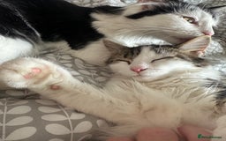 Mixed Breed cats for sale: 2 cats - Image 3