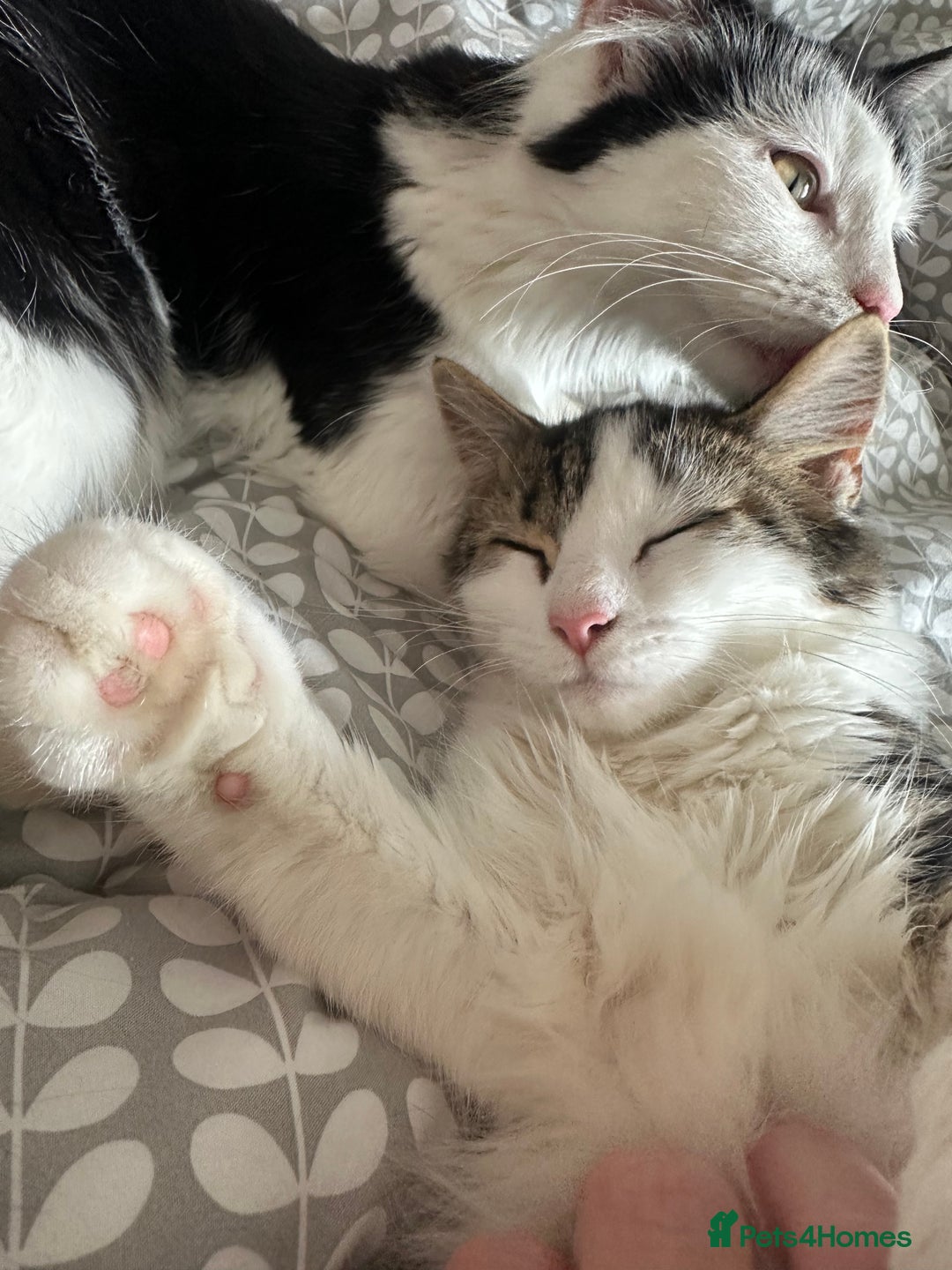 Mixed Breed cats for sale: 2 cats - Image 3