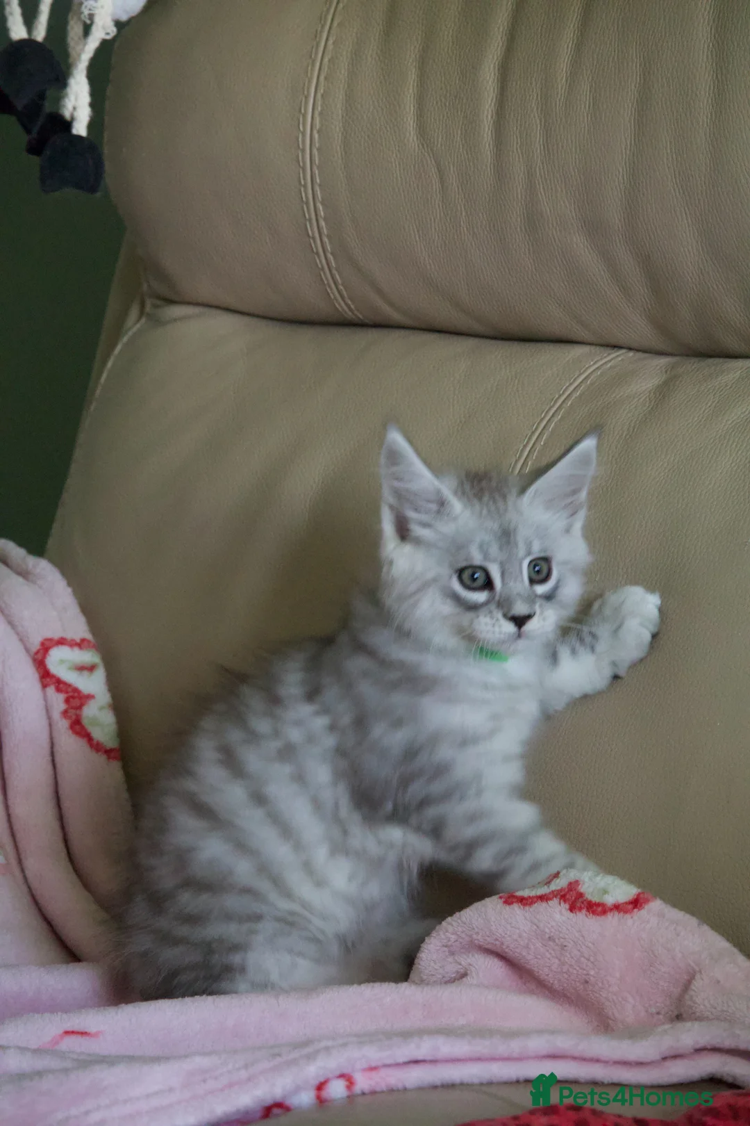 Maine Coon cats for sale: Blue Silver Shaded (Possible active reg) - Advert 1