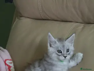 Maine Coon cats for sale: Blue Silver Shaded (Possible active reg) - Advert 1